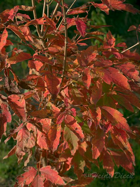 Acer triflorumHerbst.jpg - Acer triflorum im Herbst